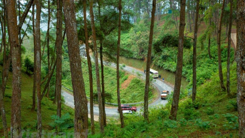 Ban đầu rừng thông trồng nhằm mục đích phòng hộ- Hiện nay là địa điểm du lịch nổi tiếng của Yên Minh