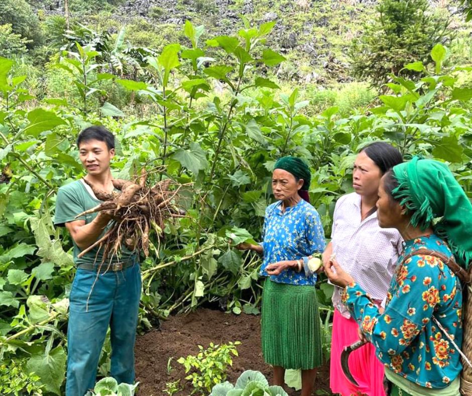 Cây khoai sâm đất được trồng nhiều tại Huyện Đồng Văn - tỉnh Hà Giang