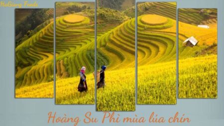 Vẻ đẹp mùa lúa chín vàng trên những thửa ruộng bậc thang huyện Hoàng Su Phì