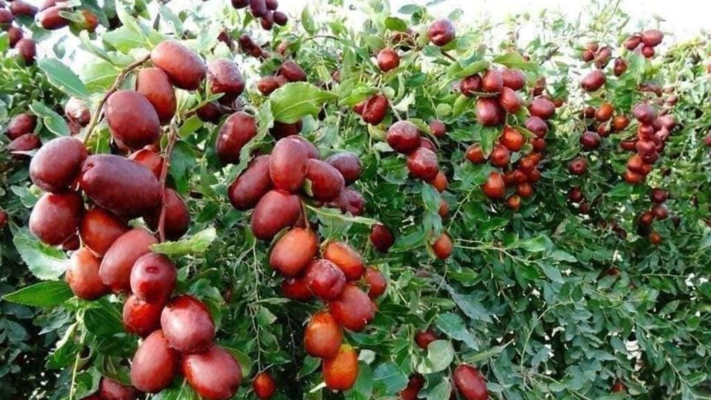 Táo đỏ Tân Cương là một trong 400 loại trái cây ngon nhất thế giới