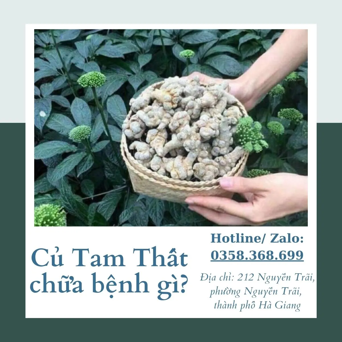 Củ tam thất chữa bệnh gì?