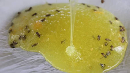 Mật ong bạc hà Hà Giang có màu vàng chanh, vị ngọt thanh