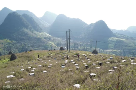 Cách nuôi ong lấy mật của người dân Hà Giang trên cao nguyên đá- mô hình mang lại hiệu quả kinh tế cao