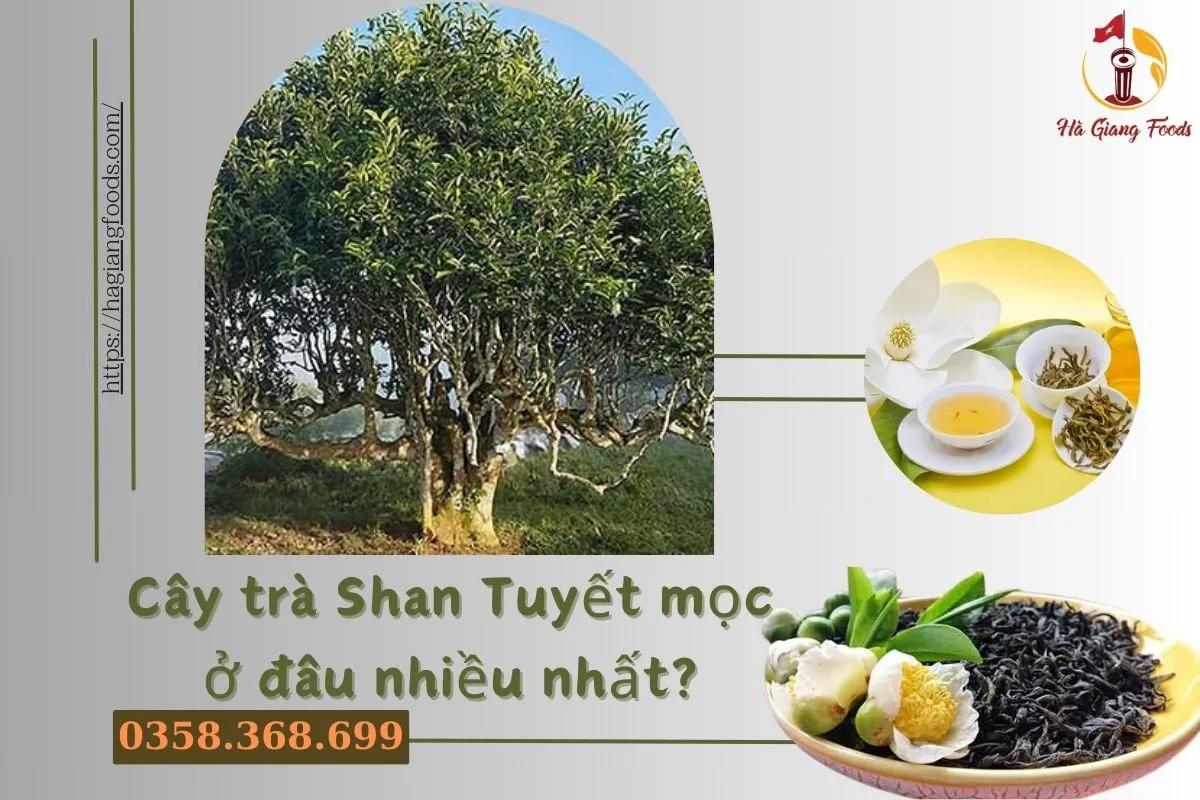 Cây trà Shan Tuyết mọc ở đâu nhiều nhất?