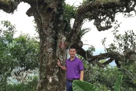 Những cây trà Shan Tuyết ở Hà Giang cao từ 5- 18m, người ôm không xuể