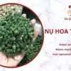 NỤ HOA TAM THẤT