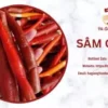 SÂM CAU ĐỎ