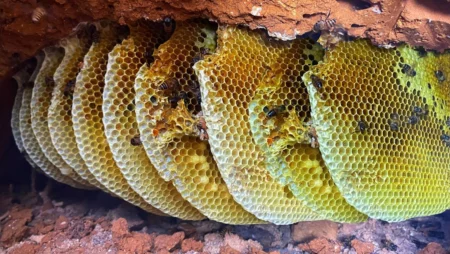 Mật ong đá là mật của loài ong xây tổ trong các vách đá