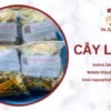 CÂY LÁ GAN