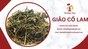 GIẢO CỔ LAM