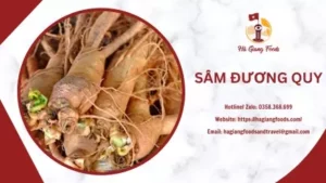 SÂM ĐƯƠNG QUY