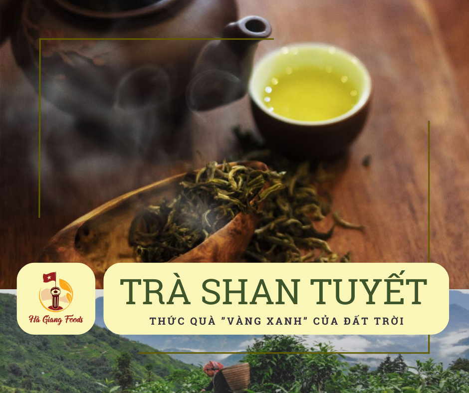 Chè shan tuyết Hà Giang