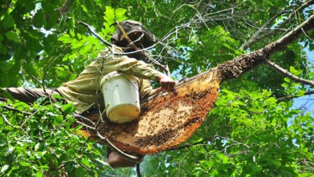 Mật ong rừng là một trong những đặc sản Hà Giang có nhiều công dụng tuyệt vời cho sức khỏe