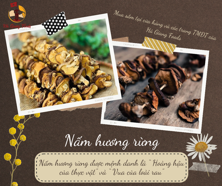 nấm hương rừng Hà Giang