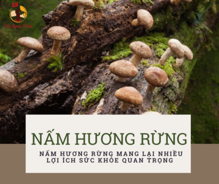 Nấm Hương rừng