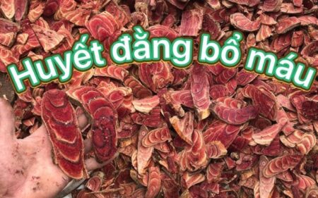 Cây cỏ máu có tác dụng gì