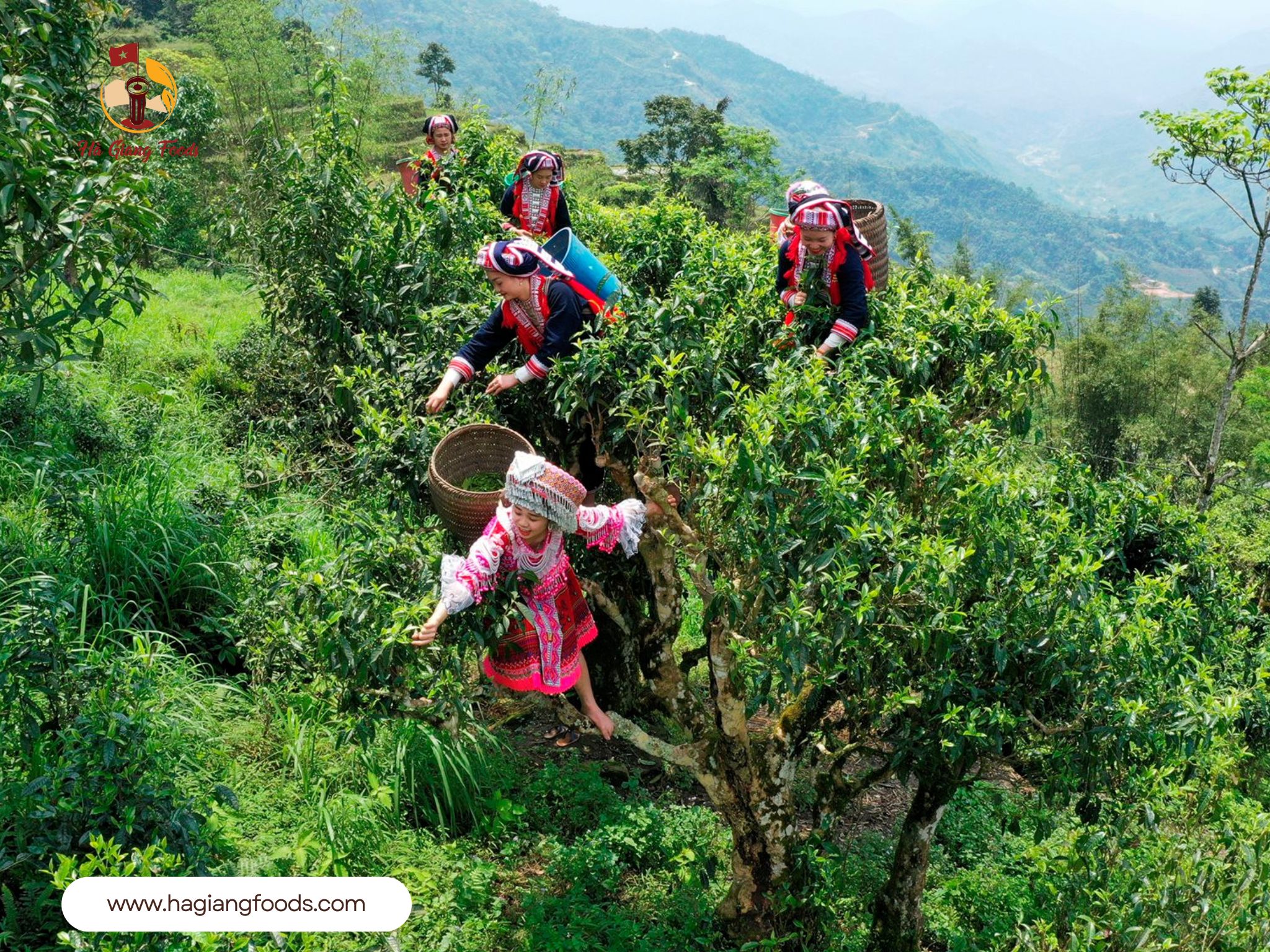 Trà Shan Tuyết Tây Côn Lĩnh - Tinh hoa Trà Shan Tuyết