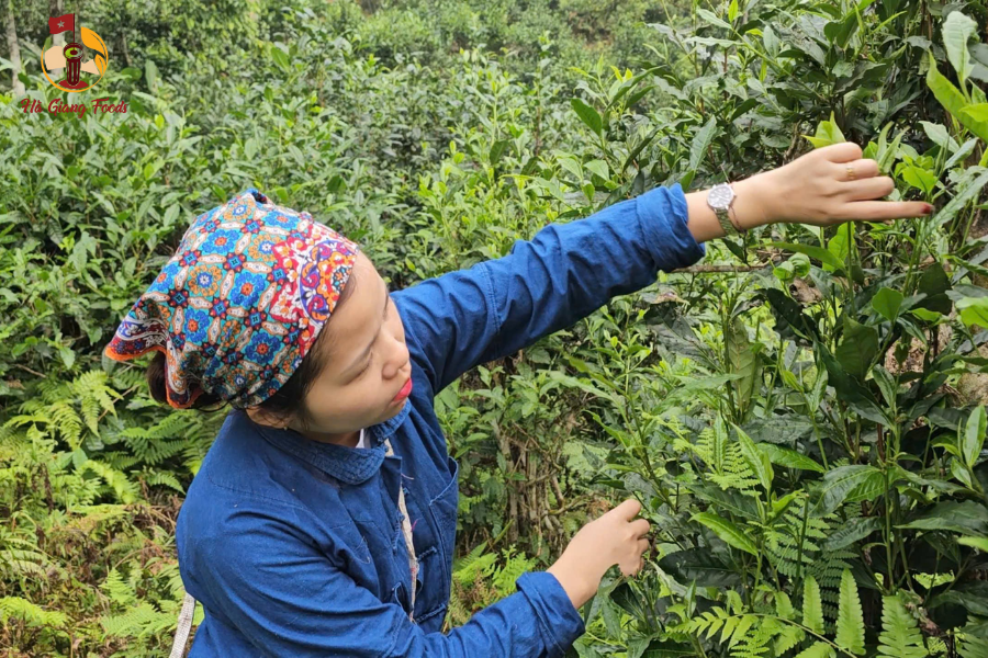 Giá chè shan tuyết Hà Giang đa dạng