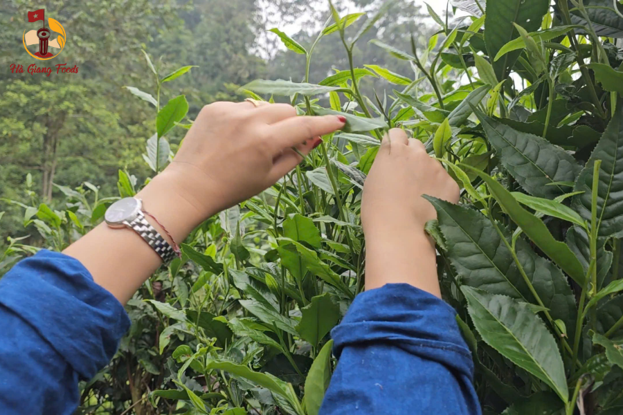 Chè Shan Tuyết 