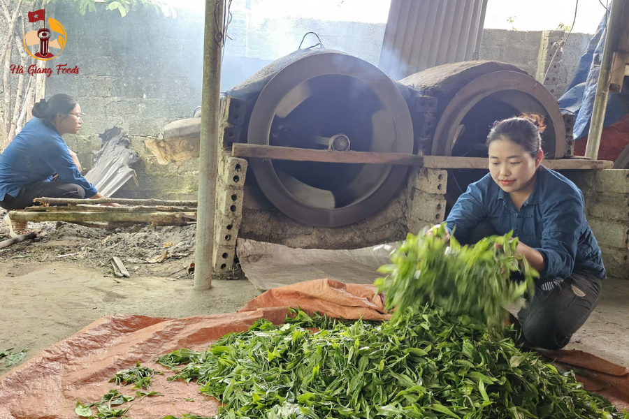 Giá chè Shan Tuyết Hà giang