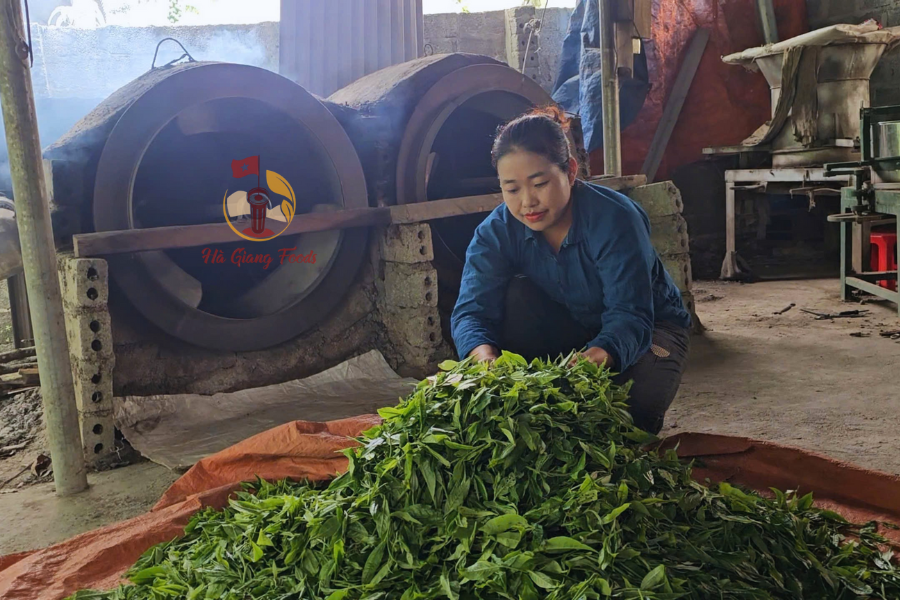 chè Shan Tuyết Hà Giang