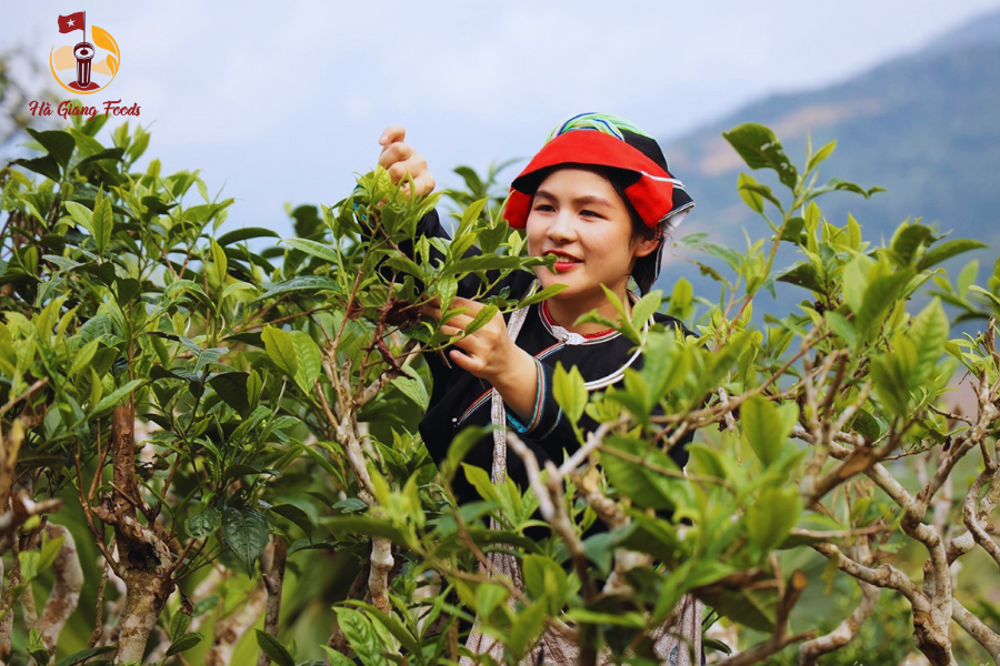  những cây chè xanh lâu năm 