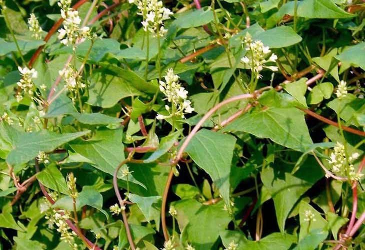 Hà thủ ô cung cấp dưỡng chất cho tóc