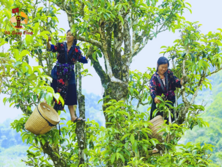 Cây chè shan tuyết cổ thụ