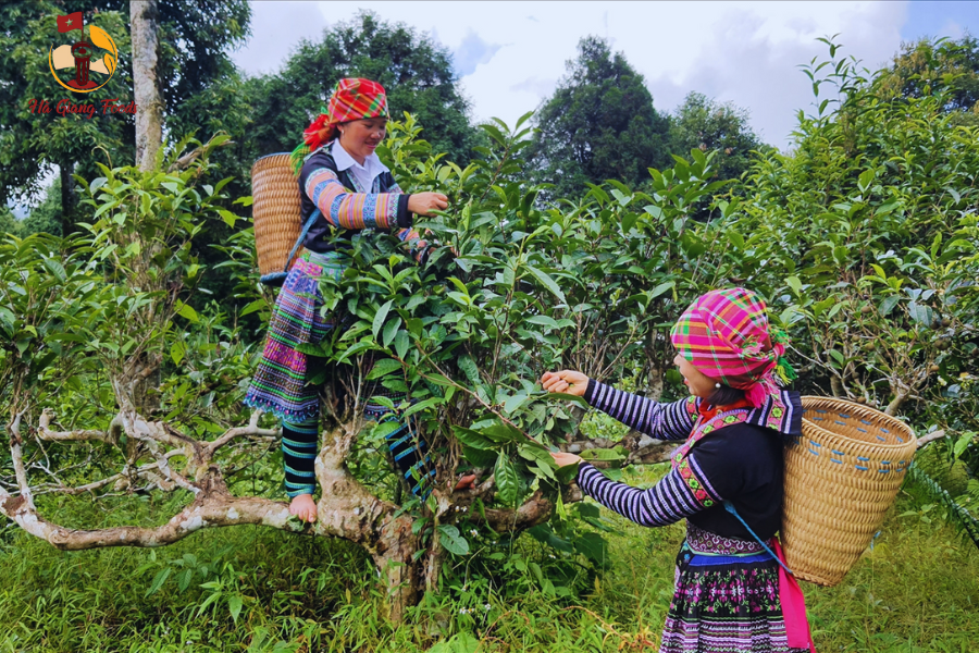 Chè cổ thụ Hà Giang- shan tuyết có búp to màu trắng xám