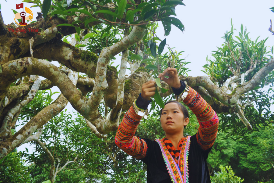 Trà Shan tuyết cổ thụ