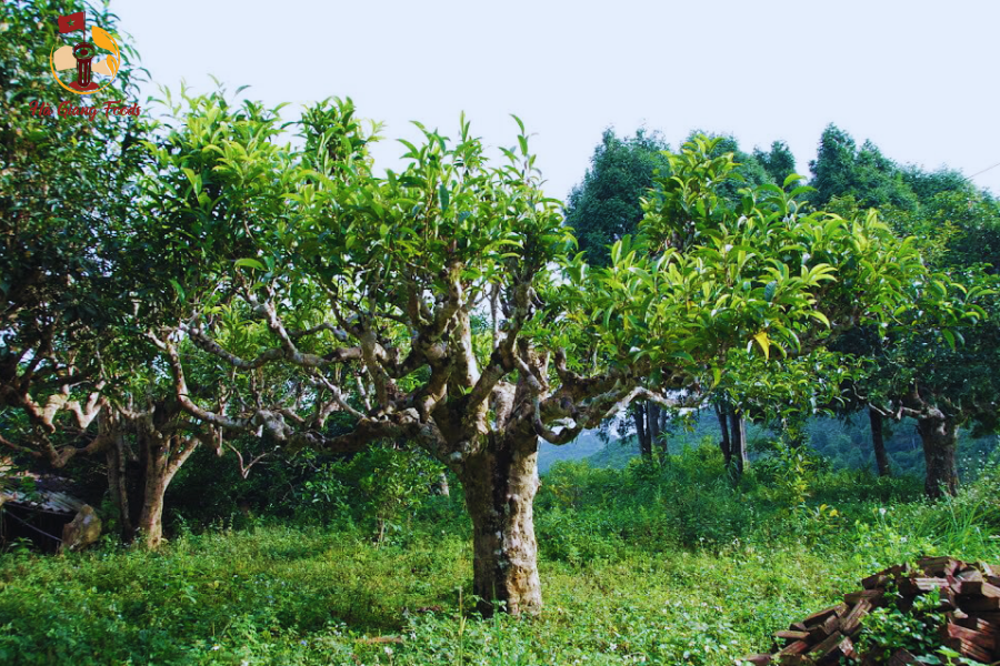 Chè cổ thụ