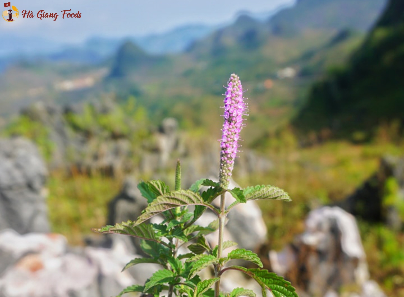 Mùa hoa bạc hà trên cao nguyên đá