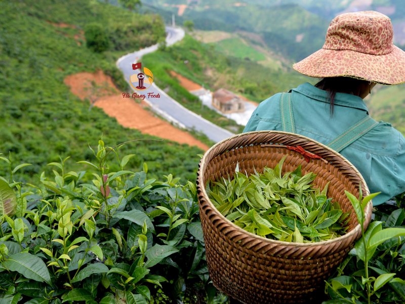 Chè cổ thụ Hoàng Su Phì