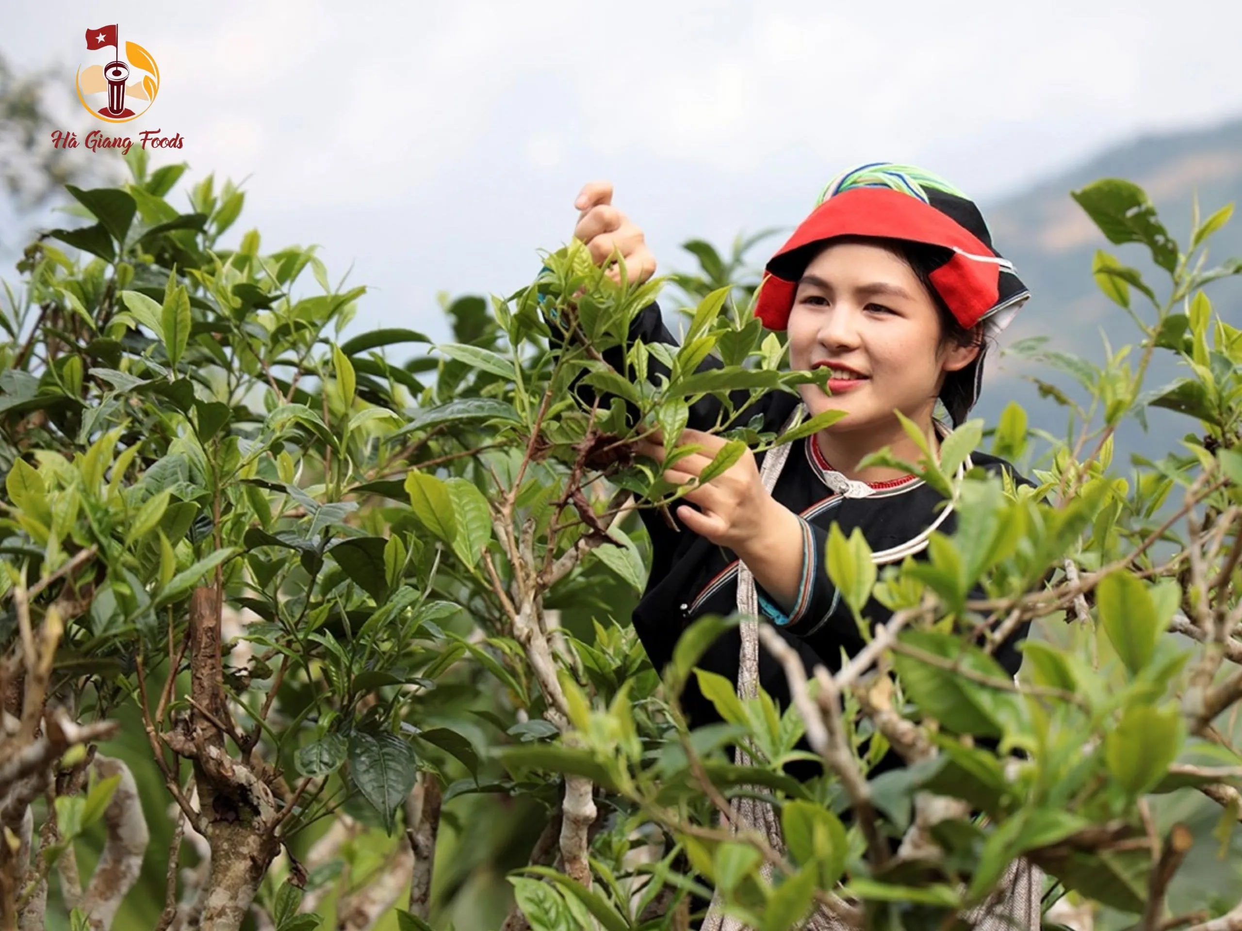 Cây trà Shan tuyết và bí quyết chế biến trà ngon đúng chuẩn